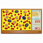 Blood Cell Model